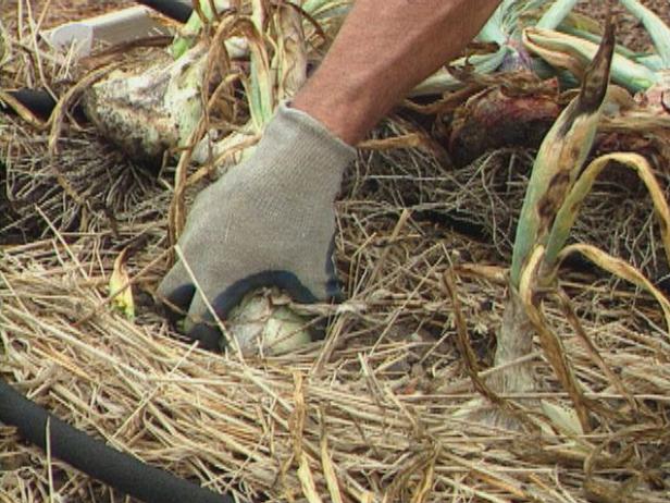 Harvest Garlic and Shallots by Hand Carefully Harvest Garlic and Shallots