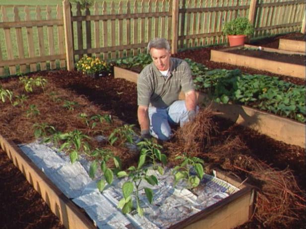 Care for Pepper Plants Mulch Pepper Plants