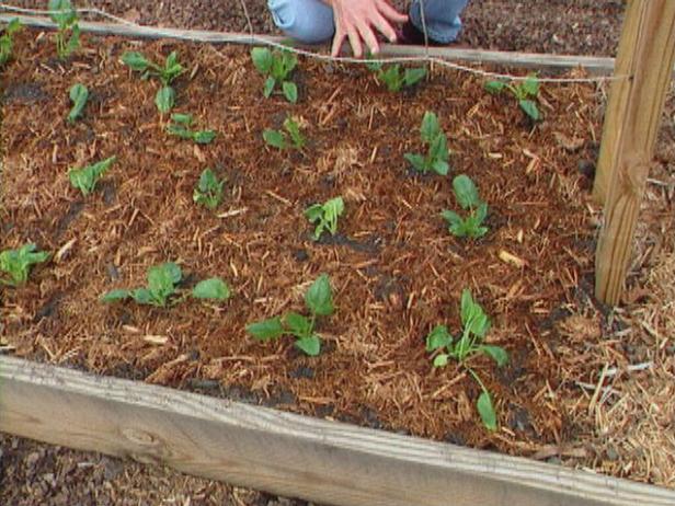 Thin Spinach Seedlings Thin Spinach Seedlings