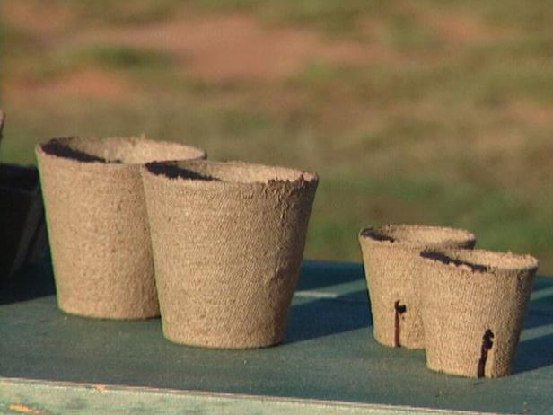 biodegradable containers planted with seedlings biodegradable containers planted with seedlings