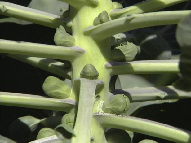 Brussels Sprouts Develop on the Main Stem Brussels Sprouts Develop on the Main Stem