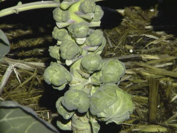 Brussels Sprouts are an Autumn Treat Brussels Sprouts are an Autumn Treat