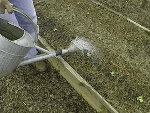water and fertilize seedlings to get them started water and fertilize seedlings to get them started