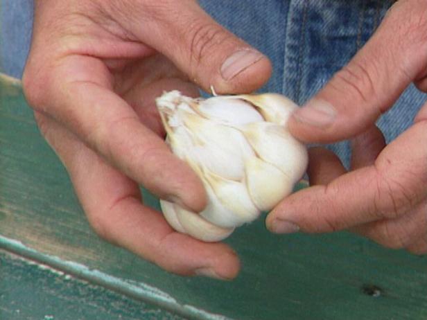 Separate Garlic Heads and Cloves Separate Garlic Heads and Cloves