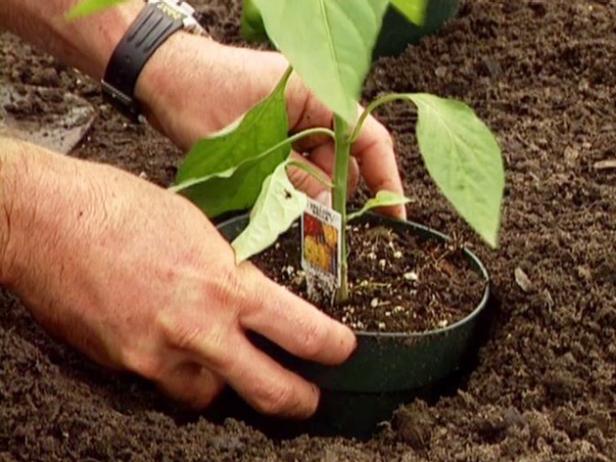 Plant Peppers in Soil Plant Pepper Plants