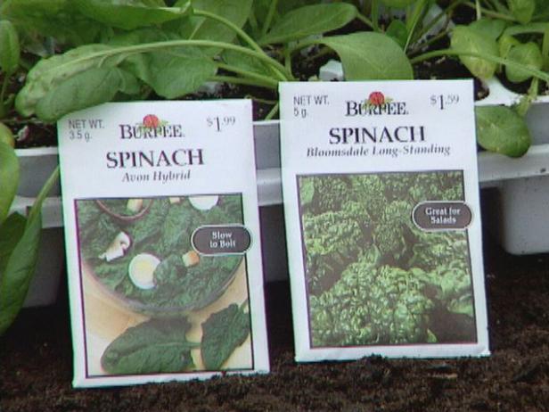 Purchase Spinach Seeds Purchase Spinach Seeds