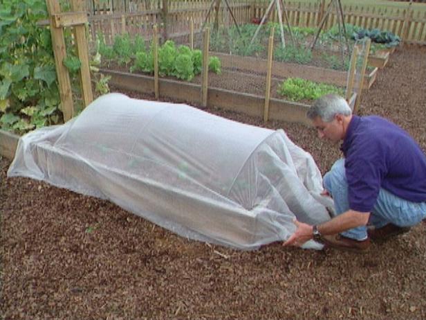 Protect Spinach Plants with Row Covers Protect Spinach Plants with Row Covers