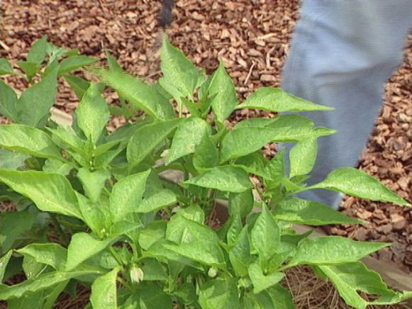 cucumber plants are a favorite target for bugs cucumber plants are a favorite target for bugs