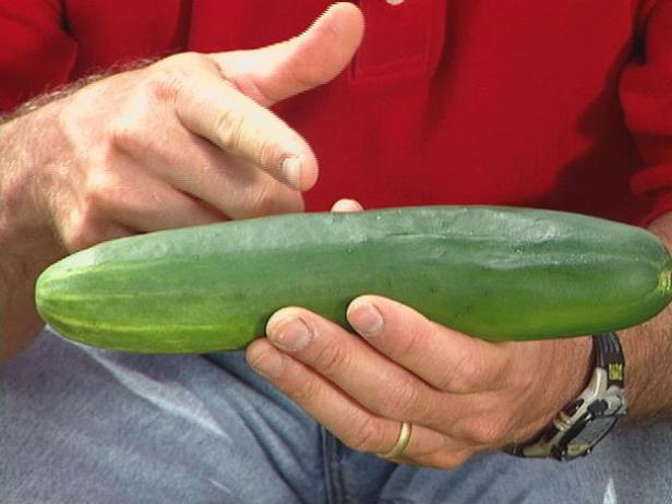 harvest when the cucumber is dark green all over harvest when the cucumber is dark green all over
