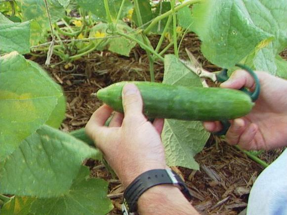 cucumbers are a gardener cucumbers are a gardener