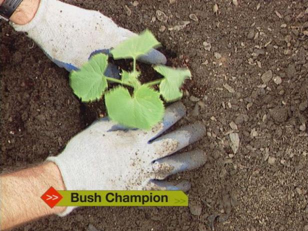 cucumbers grow fast and need lots of nutrients cucumbers grow fast and need lots of nutrients