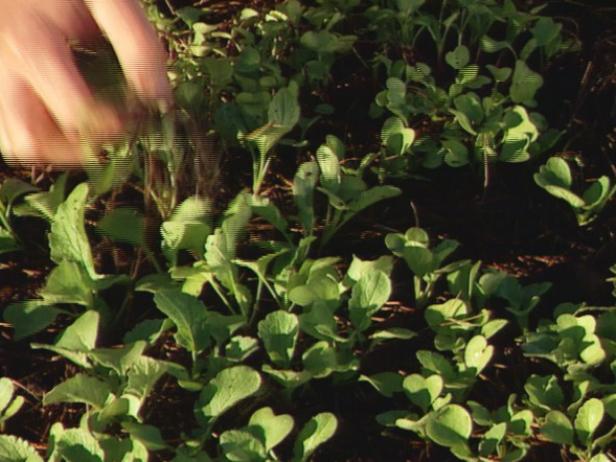 This Seedlings and Eat the Trimmings Thin Seedlings to Allow Room for Growth