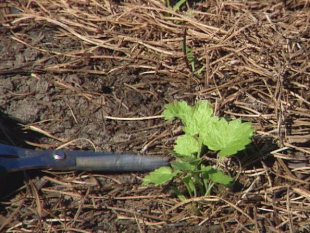 Thinning Your Parsnips Thinning Your Parsnips