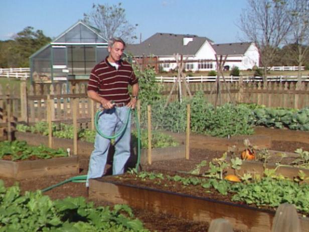 Watering Your Parsnips Watering Your Parsnips
