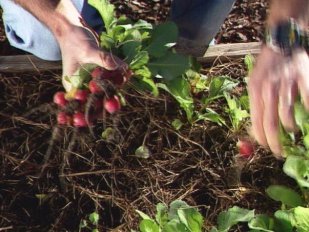 Harvest Radishes by Hand Harvest Radishes by Hand