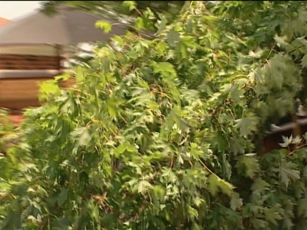 armstrong red maple has upright columnar habit armstrong red maple has upright columnar habit
