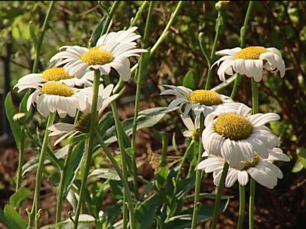 becky shasta daisy has large white daisy flowers becky shasta daisy has large white daisy flowers
