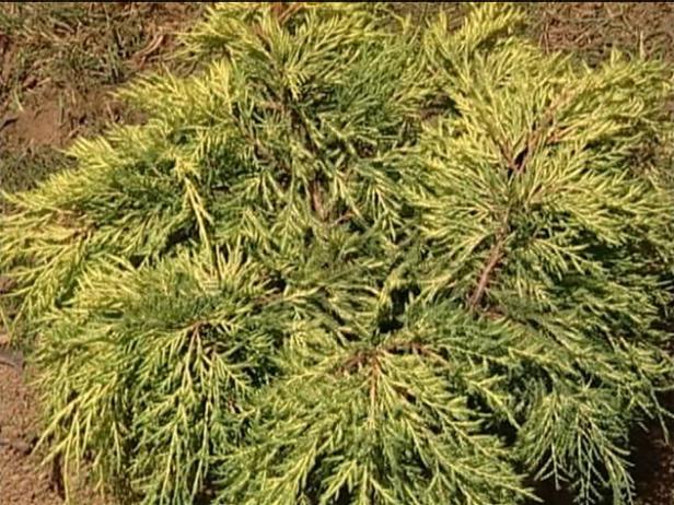 gold lace juniper is noted for prickly foliage gold lace juniper is noted for prickly foliage