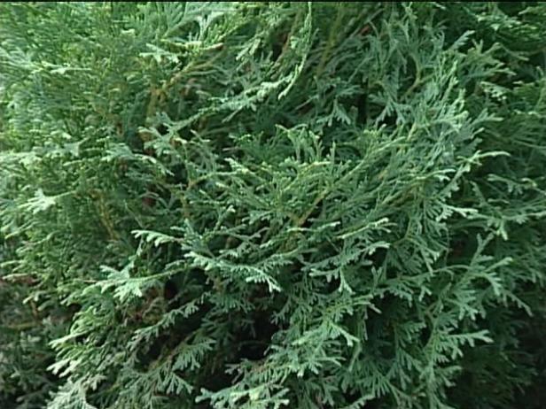 hetz midget eastern arborvitae bronzes in winter hetz midget eastern arborvitae bronzes in winter