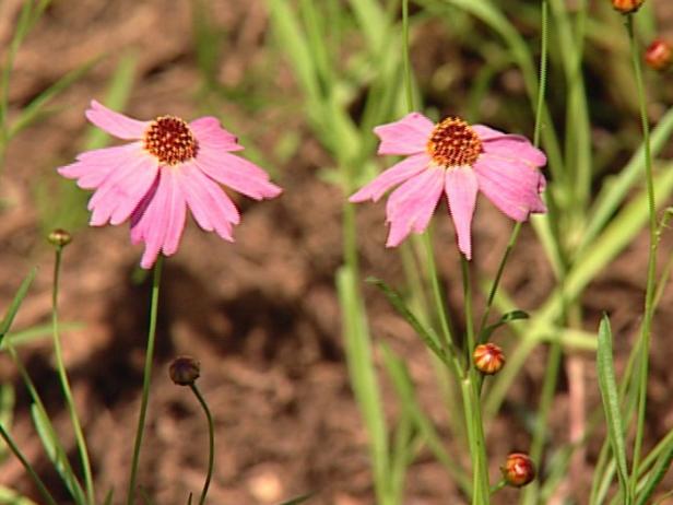 tickseed is short lived perennial tickseed is short lived perennial
