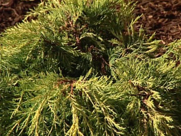 Old Gold or Chinese Juniper is spreading evergreen Old Gold or Chinese Juniper is spreading evergreen