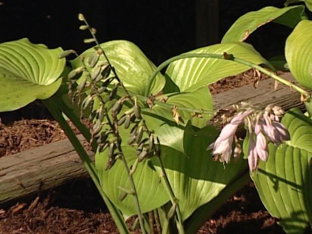 hosta sum and substance has chartreuse leaves hosta sum and substance has chartreuse leaves