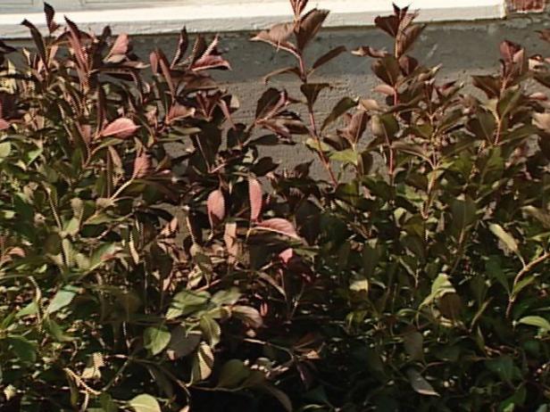 weigela wine and roses is small deciduous shrub weigela wine and roses is small deciduous shrub