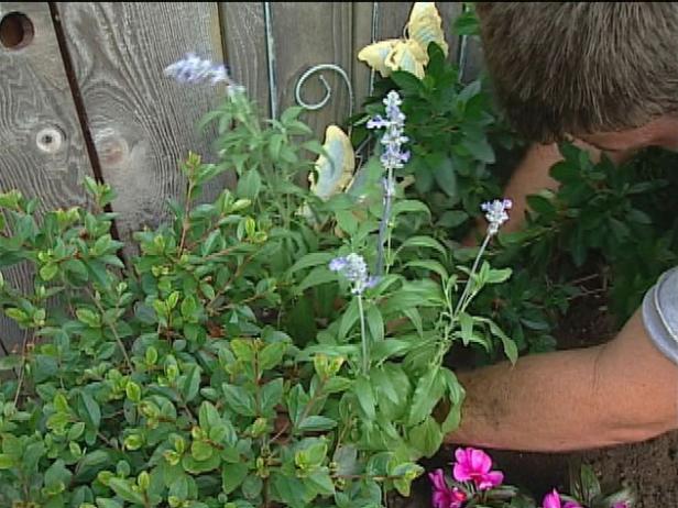 blue sage has blue purple flowers in summer blue sage has blue purple flowers in summer