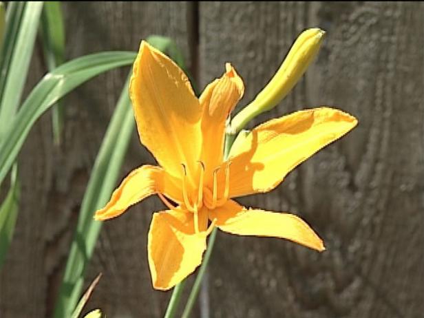 stella d oro daylily is a repeat bloomer stella d oro daylily is a repeat bloomer