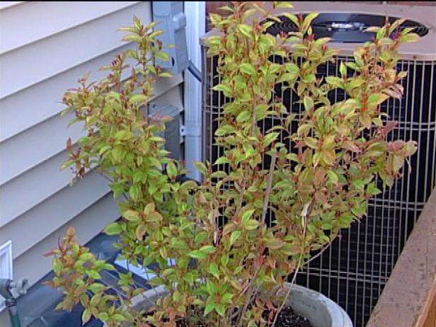 florida french lace weigela is deciduous shrub florida french lace weigela is deciduous shrub