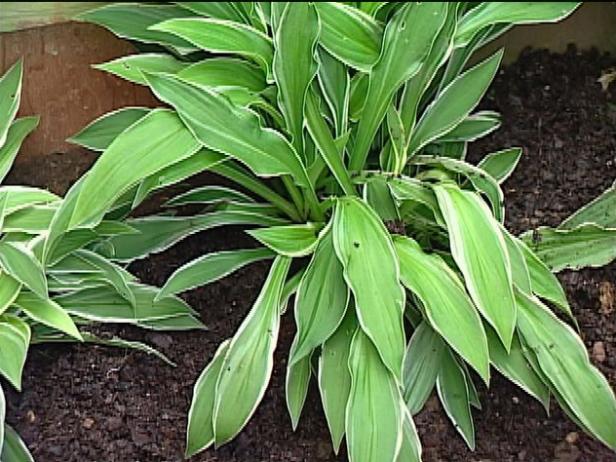 gingko craig is small hosta and vivid green leaves gingko craig is small hosta and vivid green leaves