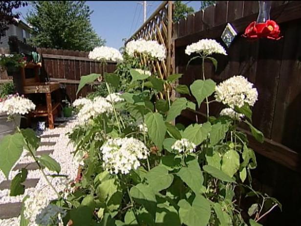 lacecap hydrangea has pink or blue blooms lacecap hydrangea has pink or blue blooms