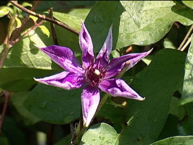 jackmanii clematis is deciduous perennial vine jackmanii clematis is deciduous perennial vine
