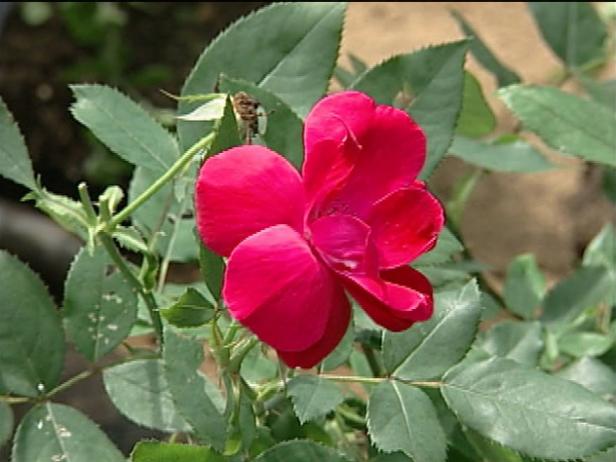 knockout rose is deciduous shrub rose knockout rose is deciduous shrub rose