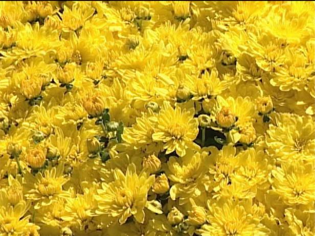 kristi chrysanthemum is grown for its fall flowers kristi chrysanthemum is grown for its fall flowers