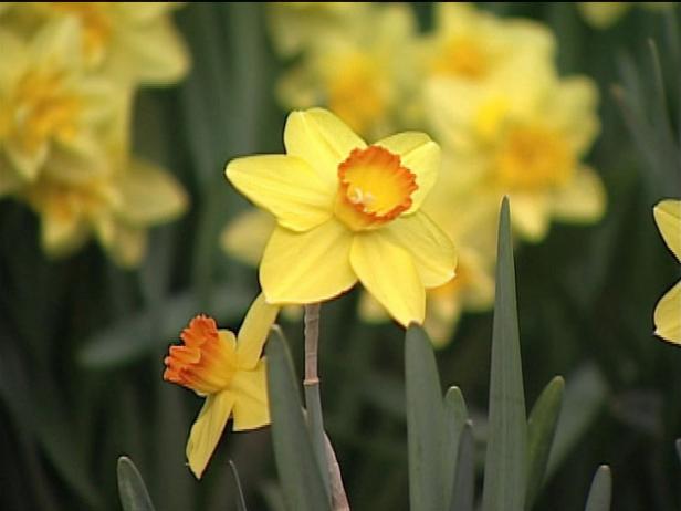 large cupped daffodil is perennial bulb large cupped daffodil is perennial bulb