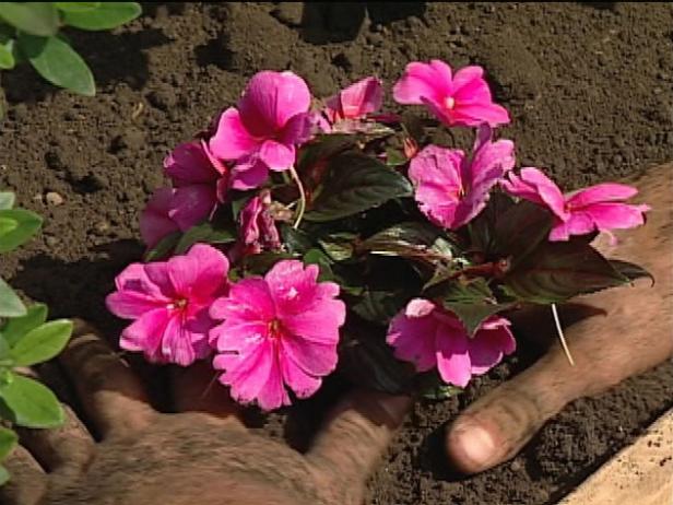 new guinea impatiens is grown for its vivid colors new guinea impatiens is grown for its vivid colors