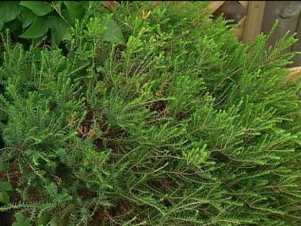 scotch heather is low growing evergreen shrub scotch heather is low growing evergreen shrub