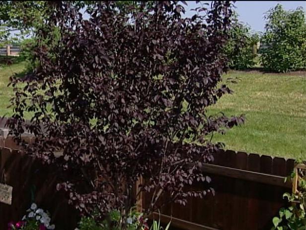 thundercloud plum is tree with purple foliage thundercloud plum is tree with purple foliage