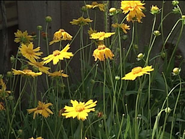 tickseed is herbaceous perennial tickseed is herbaceous perennial