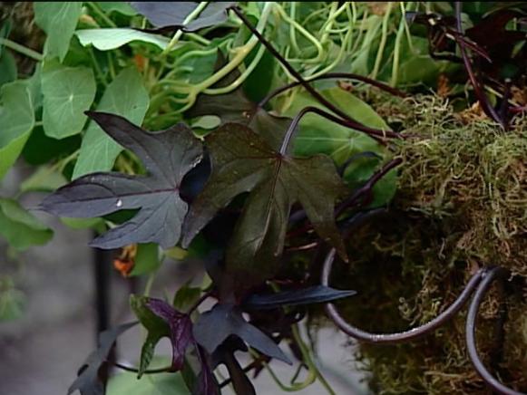 black sweet potato vine is vigorous trailing vine black sweet potato vine is vigorous trailing vine