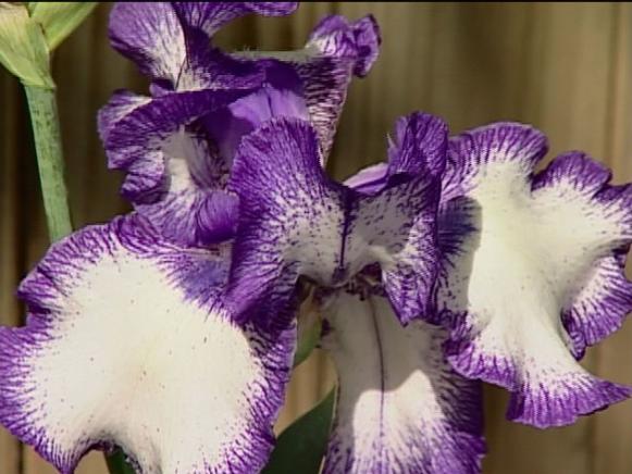 german bearded iris produces clumps of foliage german bearded iris produces clumps of foliage