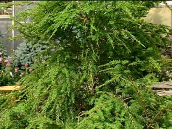 canadian hemlock is pyramidal needled evergreen canadian hemlock is pyramidal needled evergreen