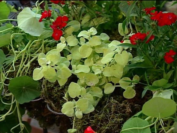 licorice plant has chartreuse fuzzy leaves licorice plant has chartreuse fuzzy leaves