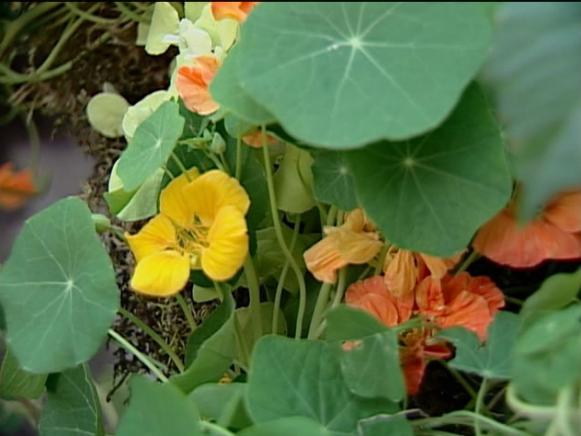 nasturtium is known for its vivid color nasturtium is known for its vivid color