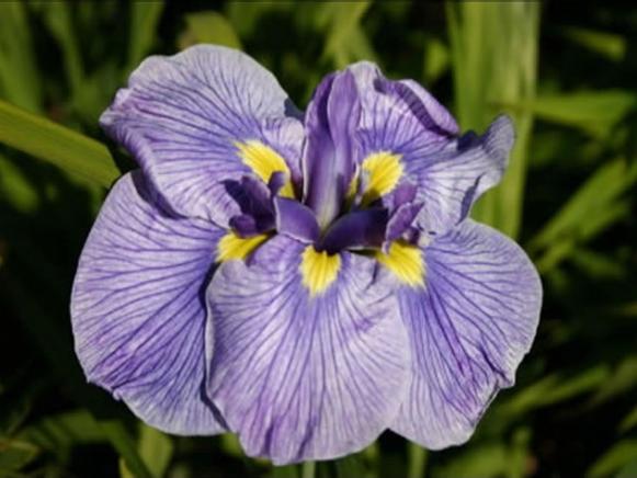 japanese iris has beardless pale violet flowers japanese iris has beardless pale violet flowers