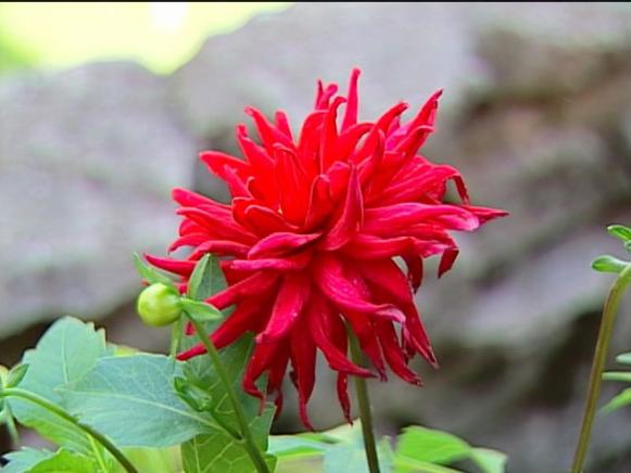 red pygmy dahlia has bright red daisy like flower red pygmy dahlia has bright red daisy like flower