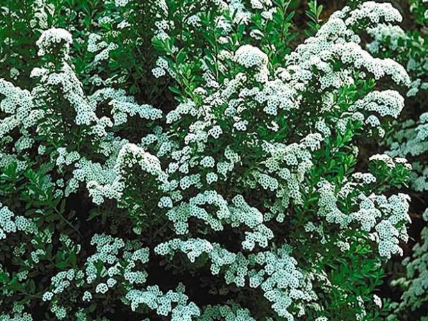 snowmound spirea maintains neat rounded form snowmound spirea maintains neat rounded form