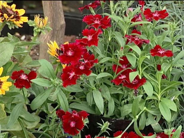 garden pink carnation is trailing perennial garden pink carnation is trailing perennial