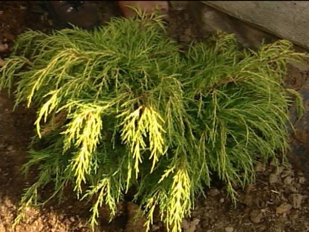 gold coast juniper is compact, evergreen shrub gold coast juniper is compact, evergreen shrub
